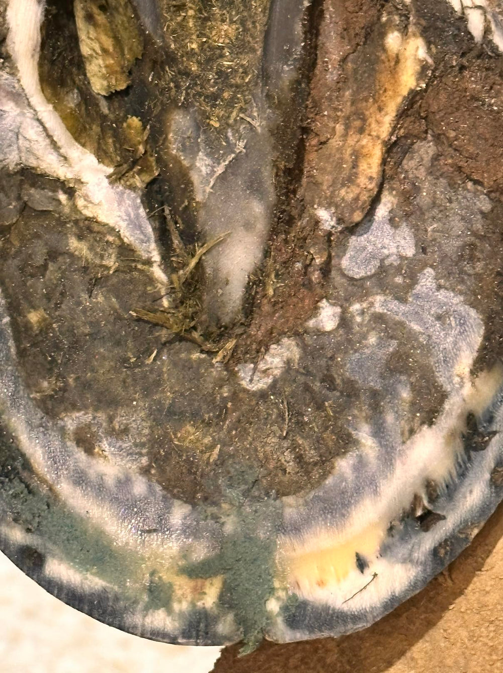 B Gone Hoof Clay seedy toe: protect vulnerable areas from moisture buildup.