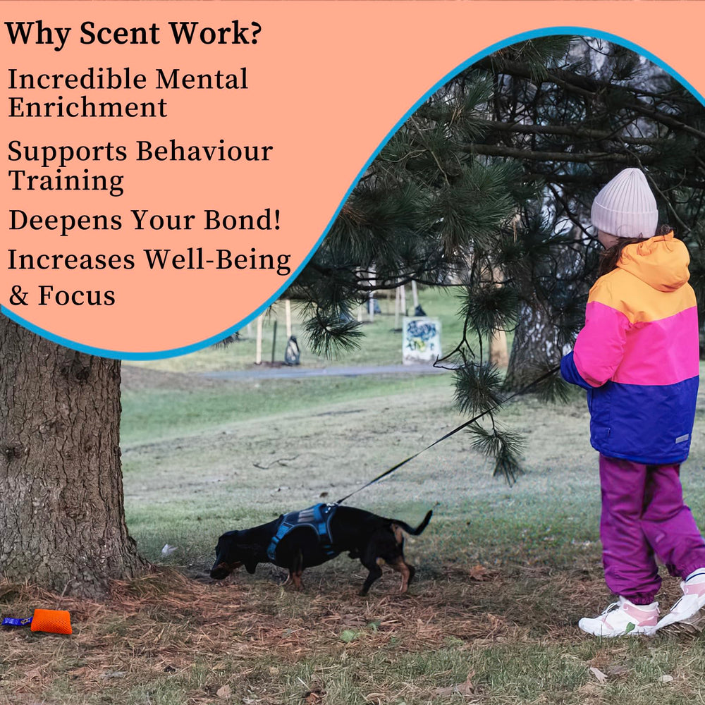 BabieDtOyG safe natural anise seed scent for scent work.