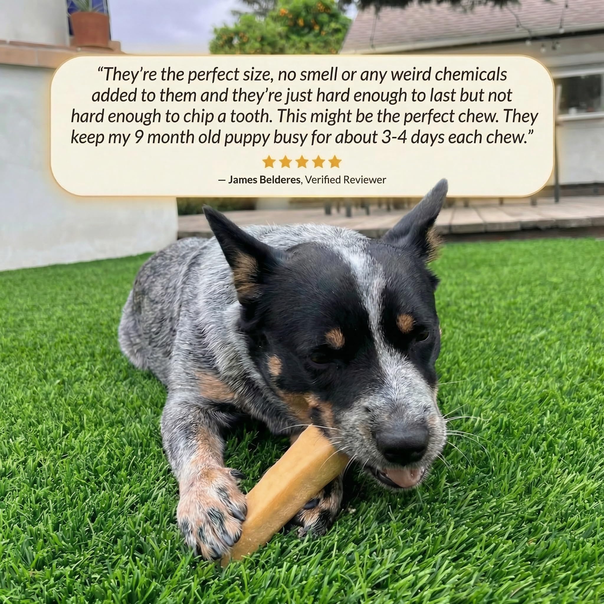 Back 40 Dogs high protein chew with 70g per serving for a nutritious snack.