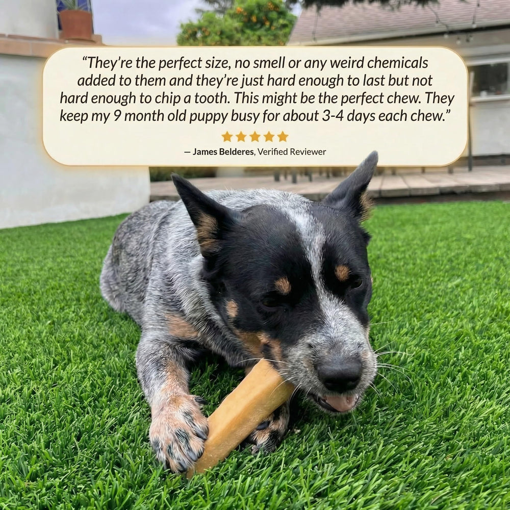 Back 40 Dogs high protein chew with 70g per serving for a nutritious snack.