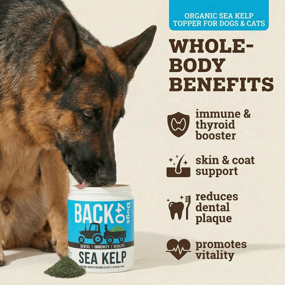 Back 40 Dogs kelp powder being mixed into dog food for digestion and coat health.
