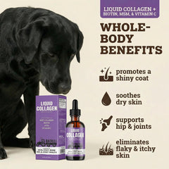 Back 40 Dogs collagen supports hips and joints for comfortable daily activity.