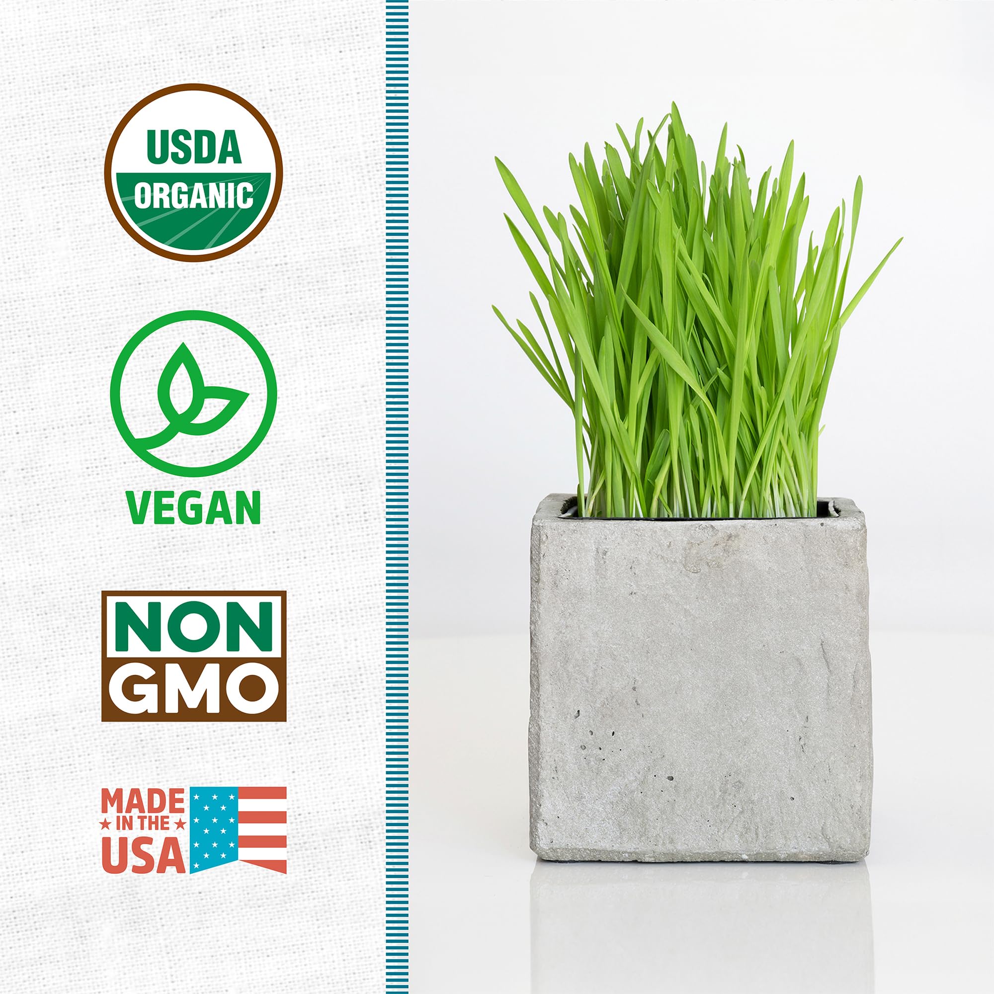 Back to the Roots organic wheatgrass seeds ready for a quick 5–7 day harvest.