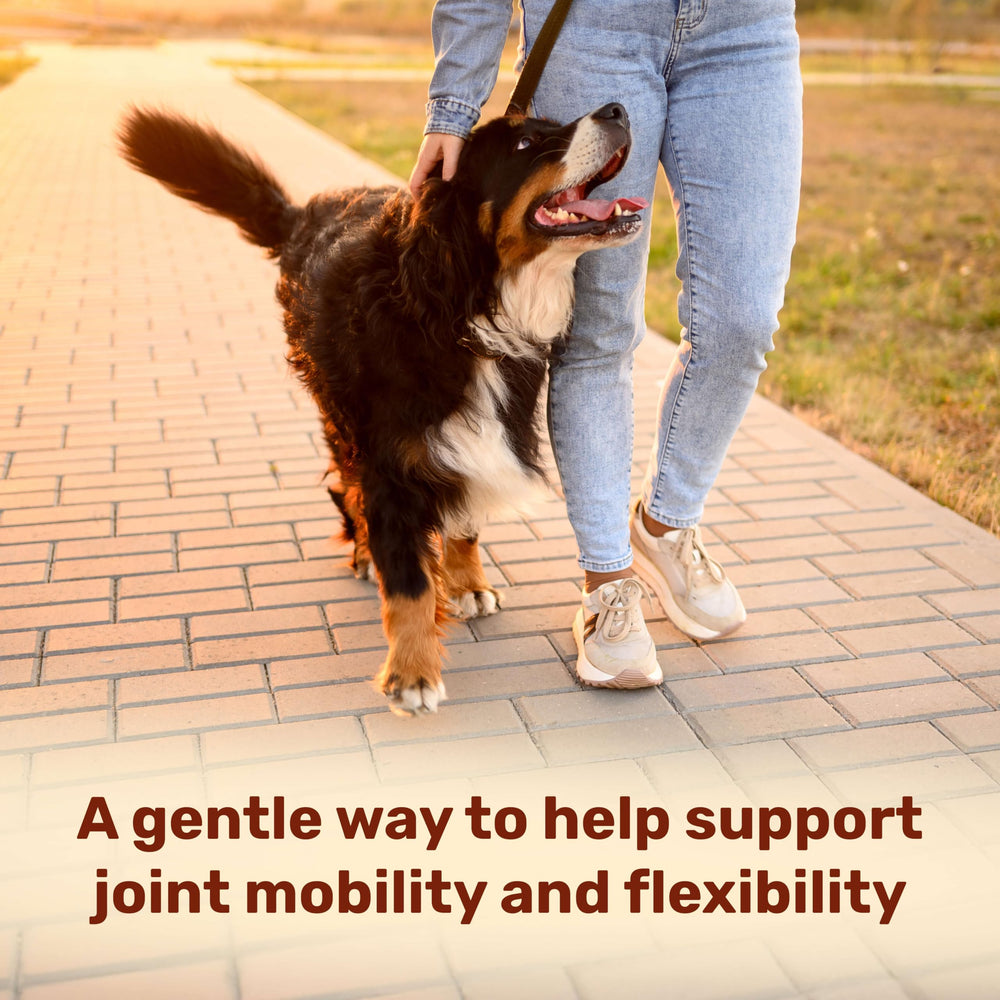 Badlands Ranch Super Mobility Soft Chews enjoyed by dog during playtime.