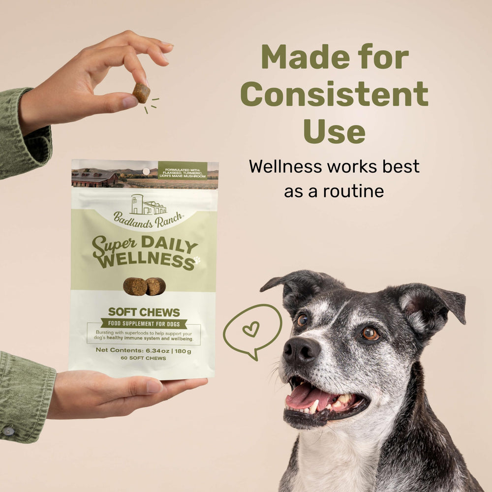 Badlands Ranch soft chews on a plate during playtime, highlighting tasty, dog-friendly flavor.
