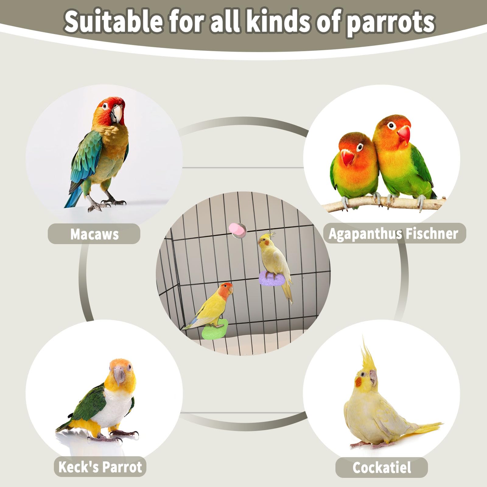 Baeruuss budgie and parakeet perch variety for enrichment