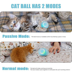Bailconti Power Ball 2.0 cat playing captures instinct-driven chases and interactive fun