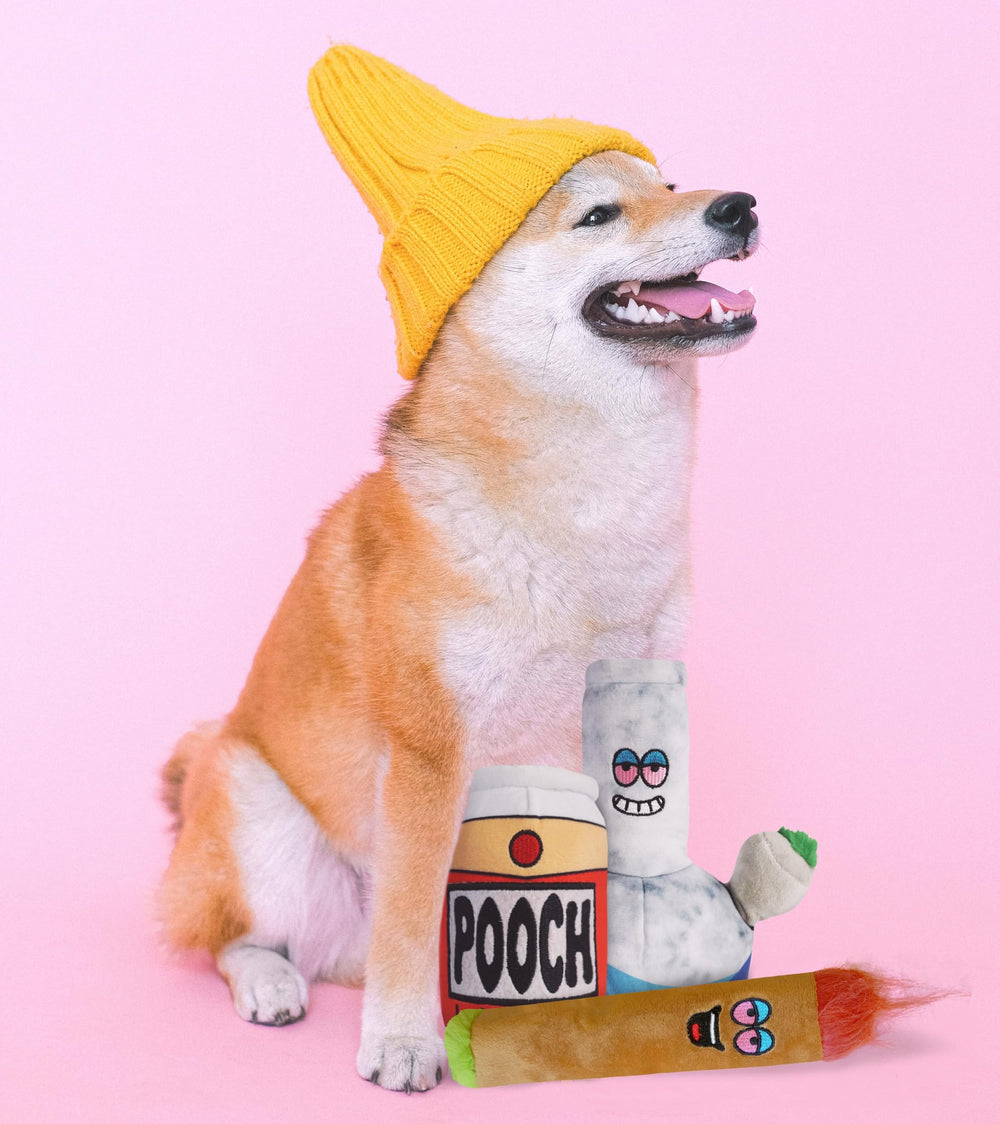 Baja Ponchos dog toy used as a photo prop for cheerful posts