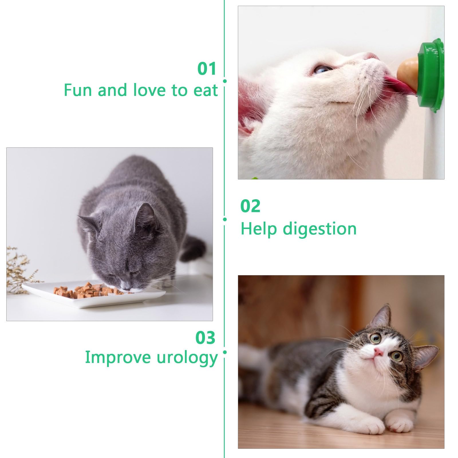 Balacoo kitten enjoying snack captures joyful play and interaction.