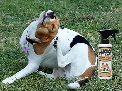 Banixx spray applied on coat showing no residue and ease of use for daily multi-pet grooming