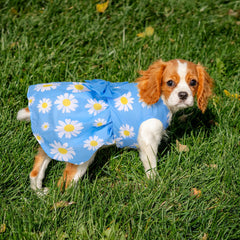 Baobecute watermelon print dress for tiny pups, lightweight comfort for daily adventures.