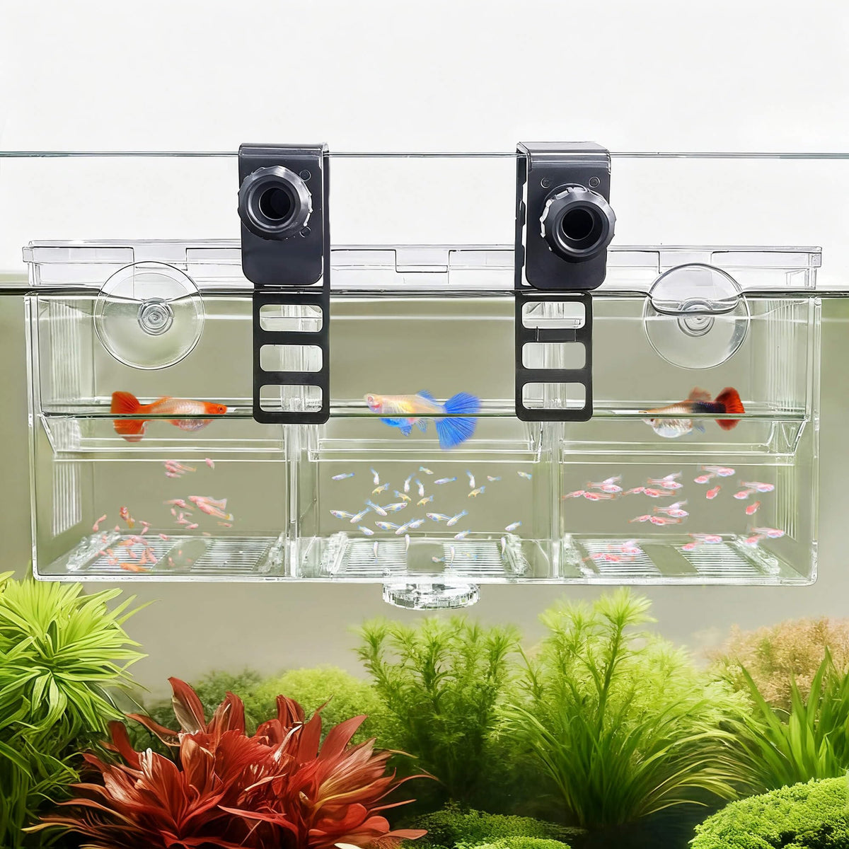 BaoZqua triple-chamber breeder viewed for fry observation