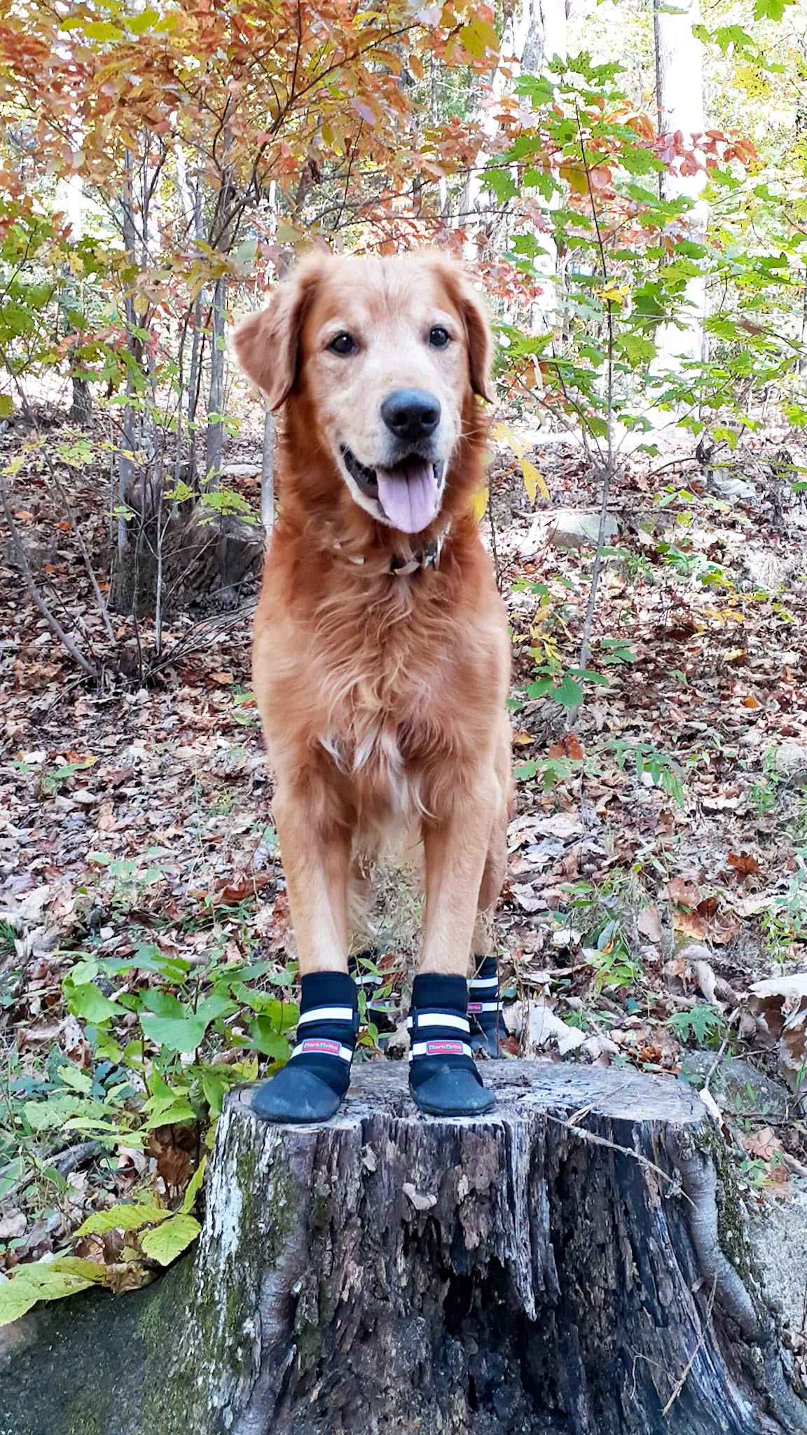 Bark Brite all-weather paw boots showing water-resistant protection for outdoors.