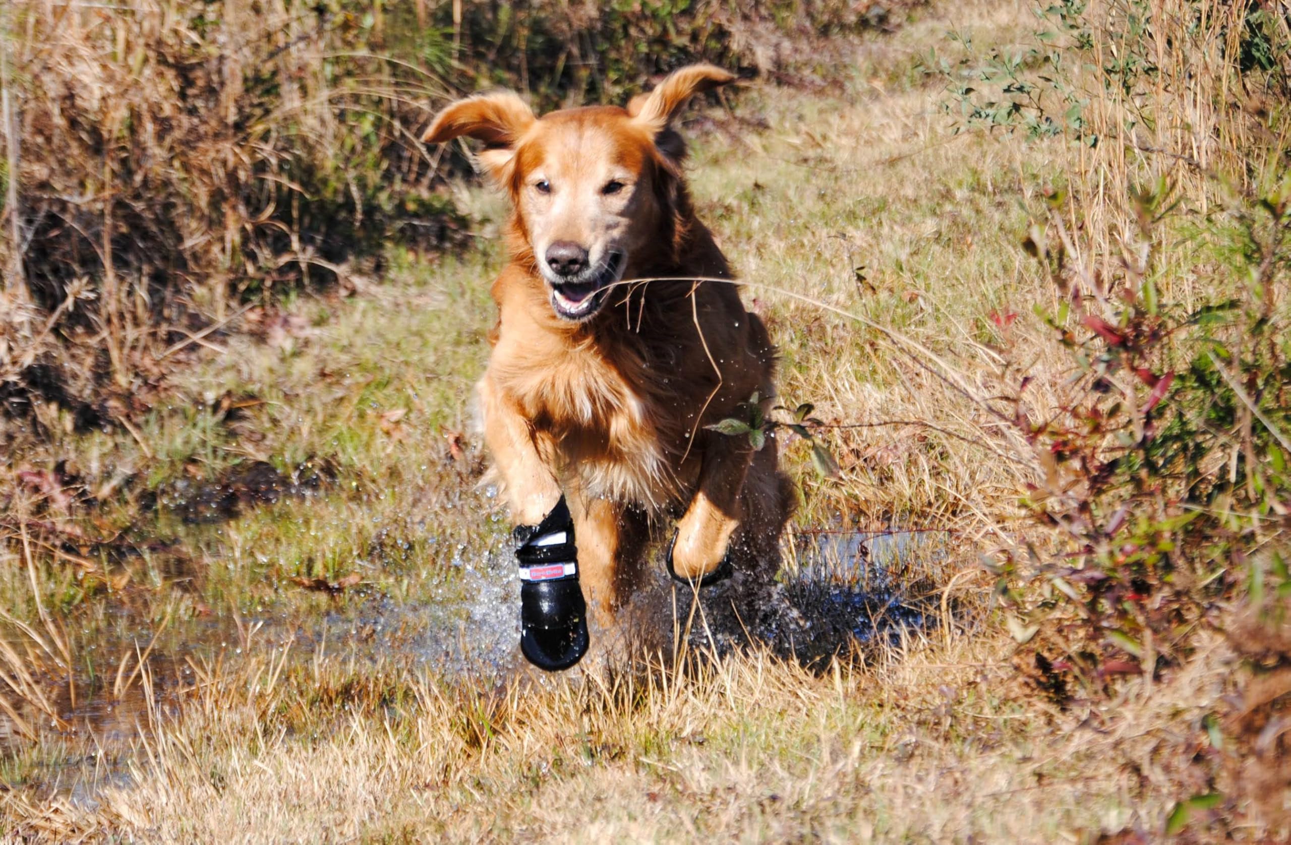 Bark Brite four-pack paw booties for complete paw protection.
