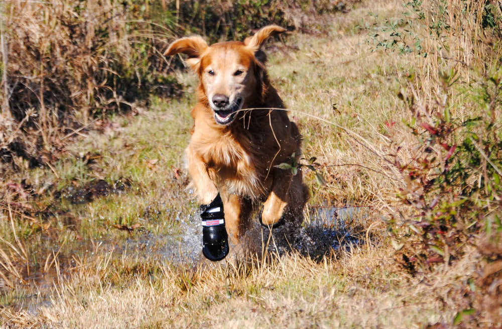 Bark Brite four-pack paw booties for complete paw protection.