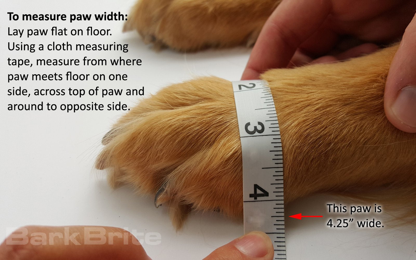 Bark Brite guide helps measure paw width for proper fit.