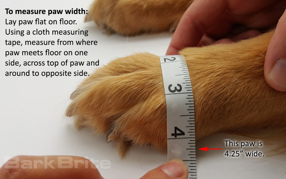 Bark Brite guide helps measure paw width for proper fit.