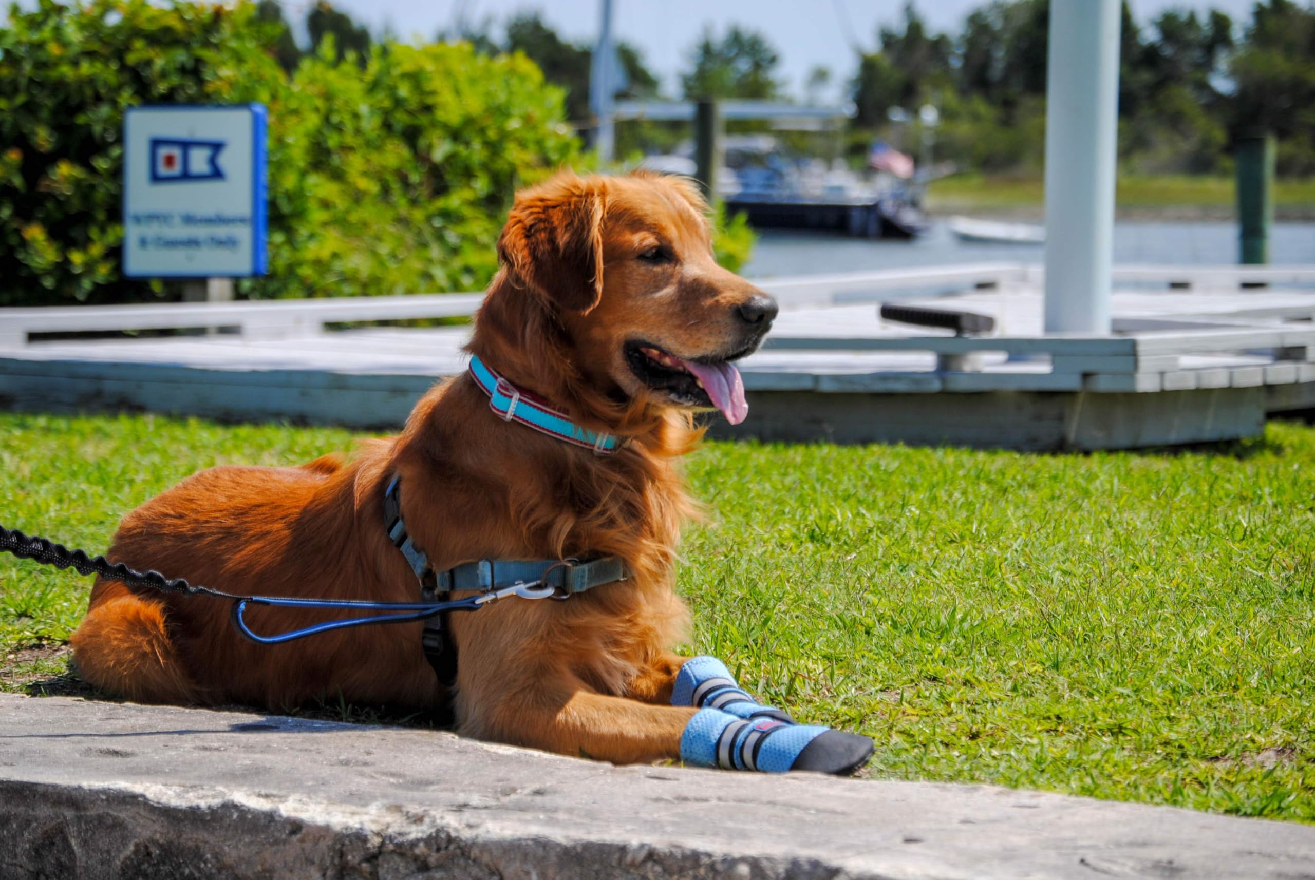 Bark Brite paw booties on dog paw support flexible movement.