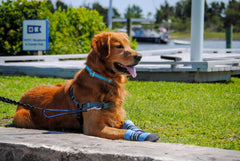 Bark Brite paw booties on dog paw support flexible movement.