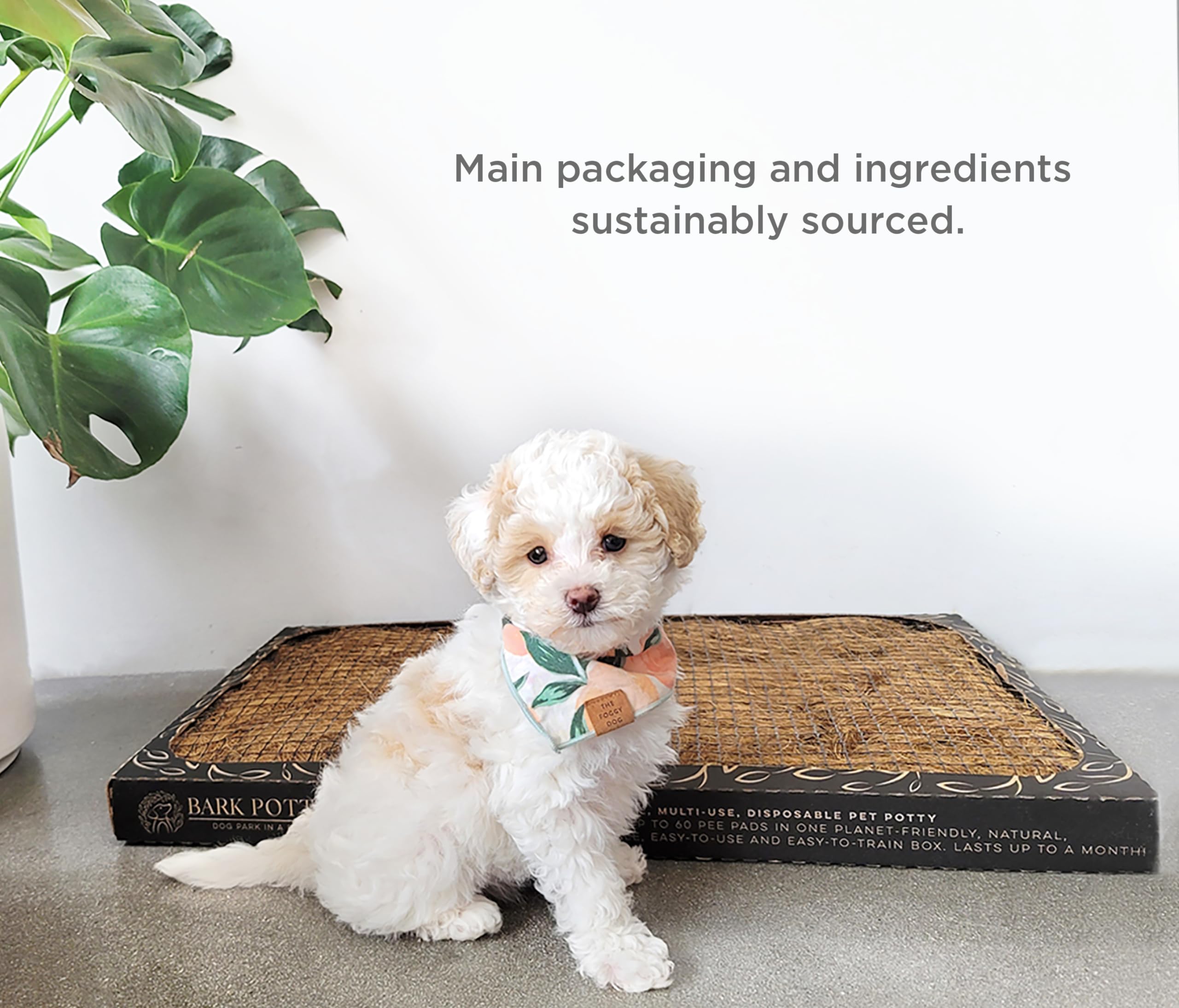 Bark Potty Large Two Sizes Display presents Large and Standard options for puppies