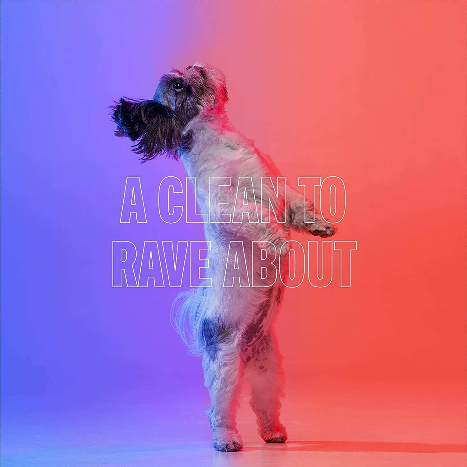 Bark2Basics Rock the Dog deshedding shampoo usage routine illustrates simple grooming steps.