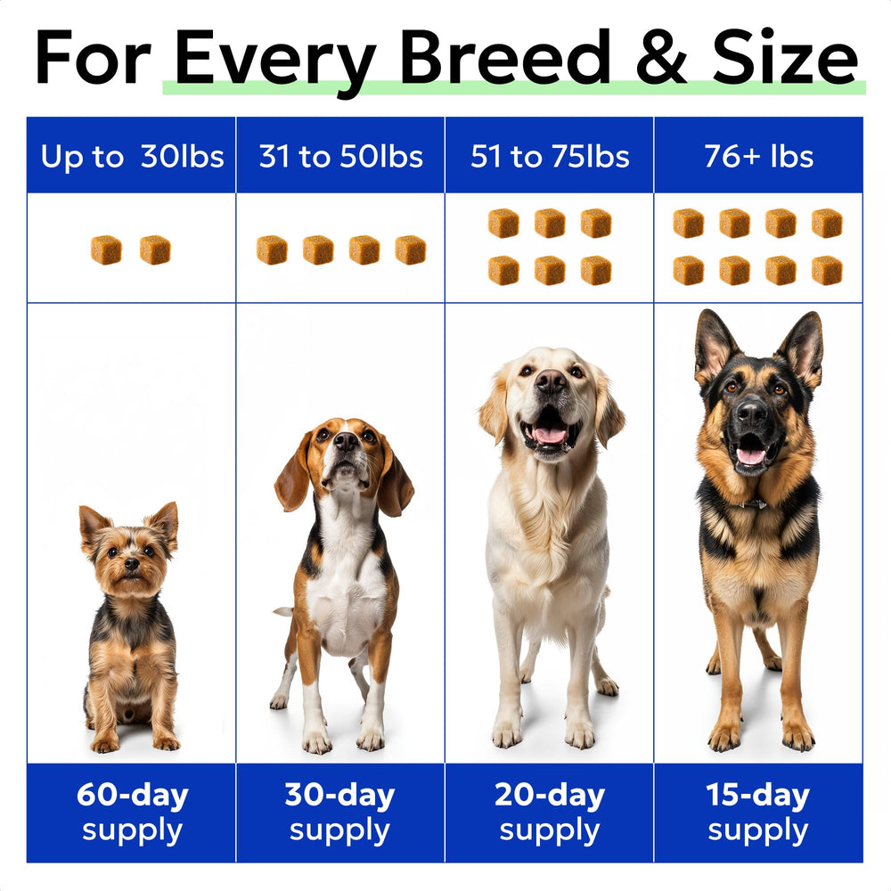 BARK&SPARK joint support in action—chews aiding mobility during daily play.