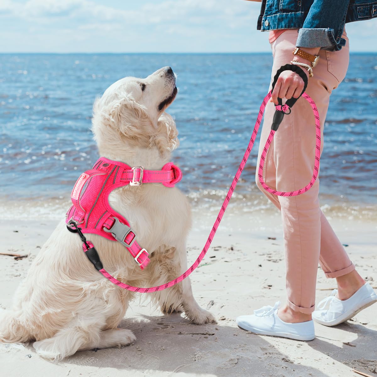 BARKBAY back D-ring supports relaxed leash-led walks after training.