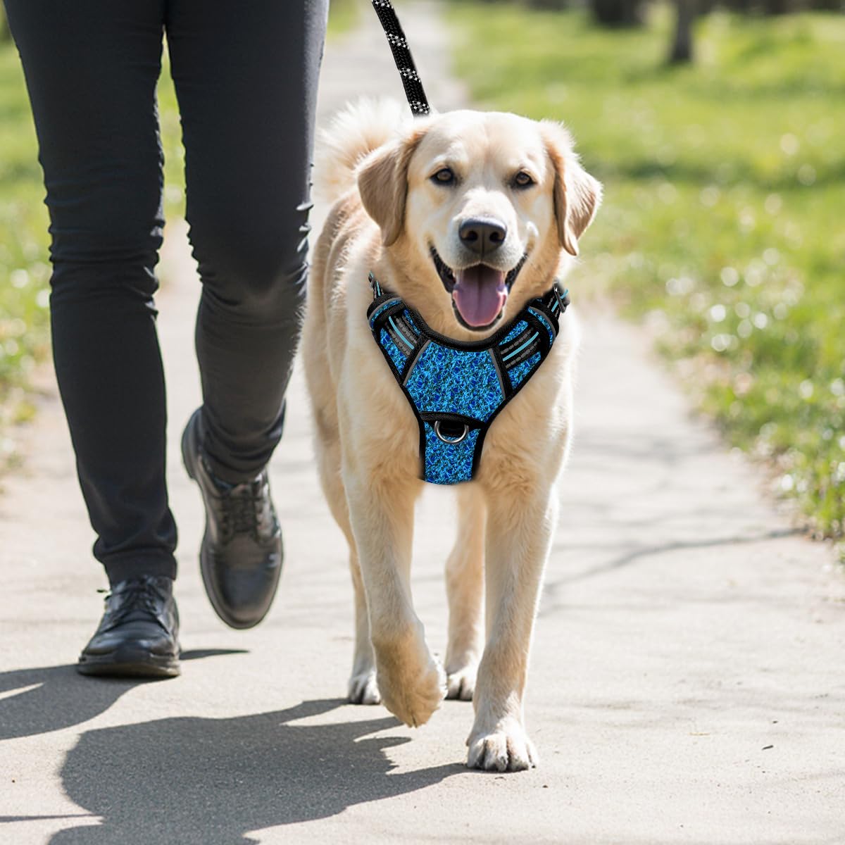 BARKBAY blue-black large size displayed on a dog.
