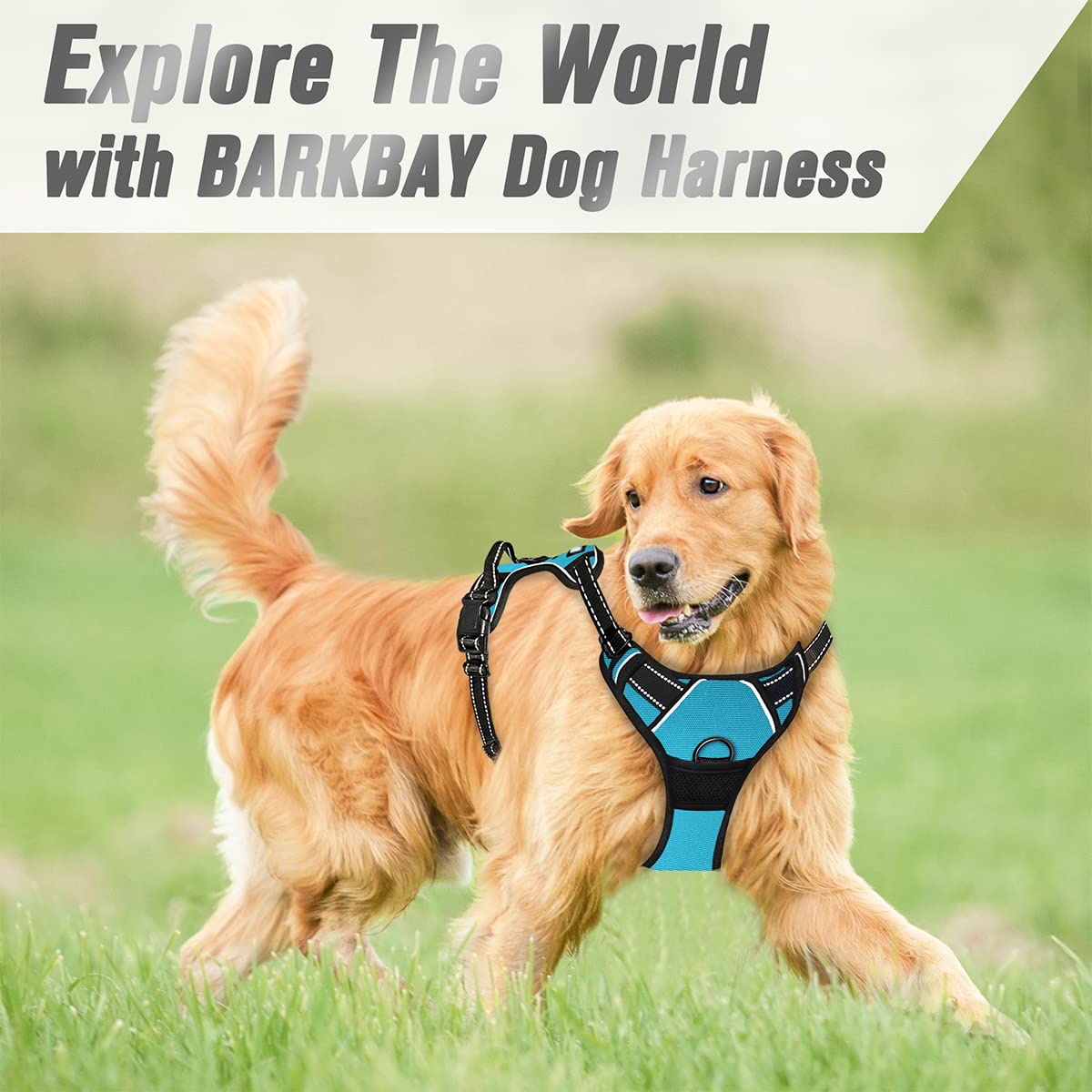 BARKBAY Blue M size harness on a large dog during a walk.