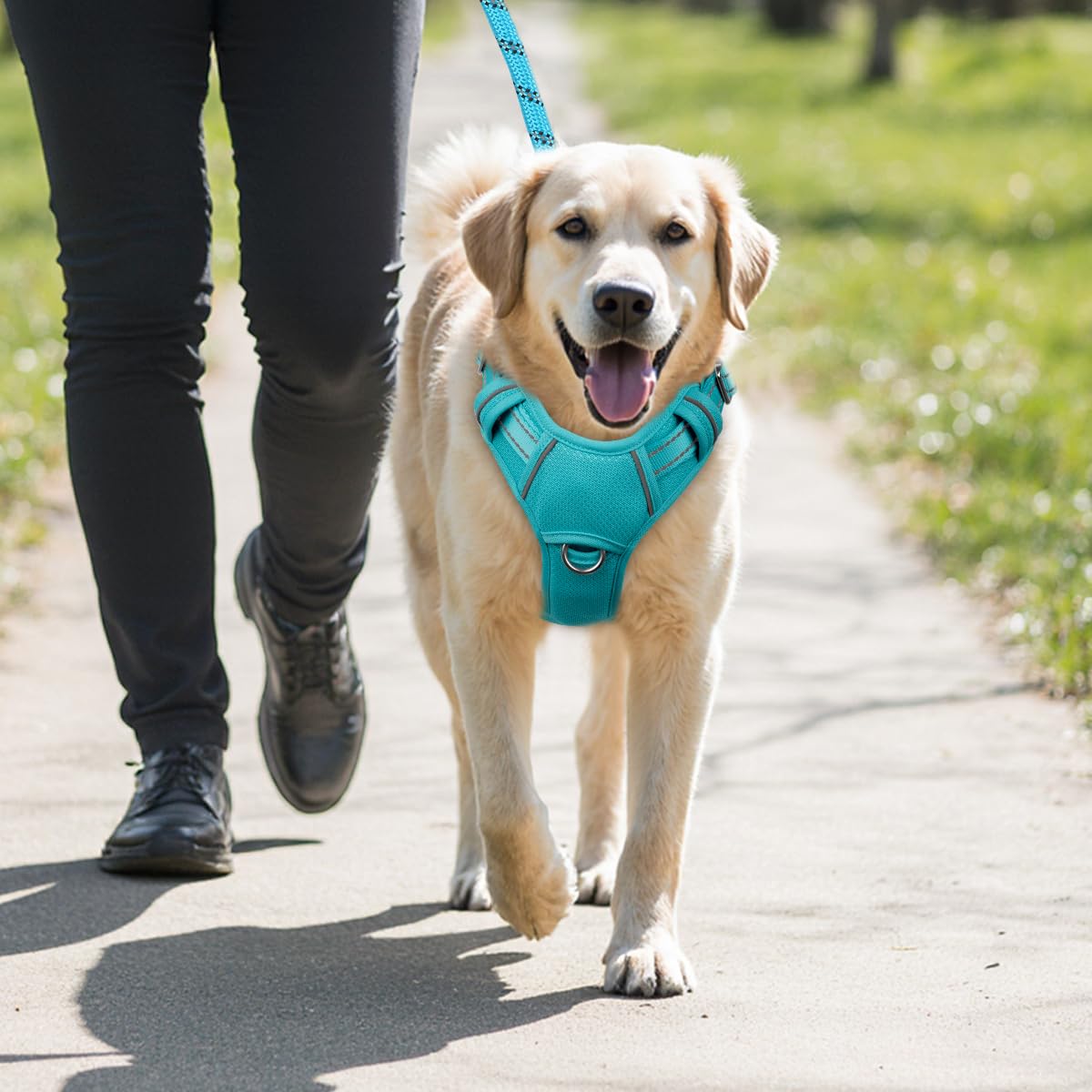 BARKBAY ocean blue harness in action during a family dog walk.