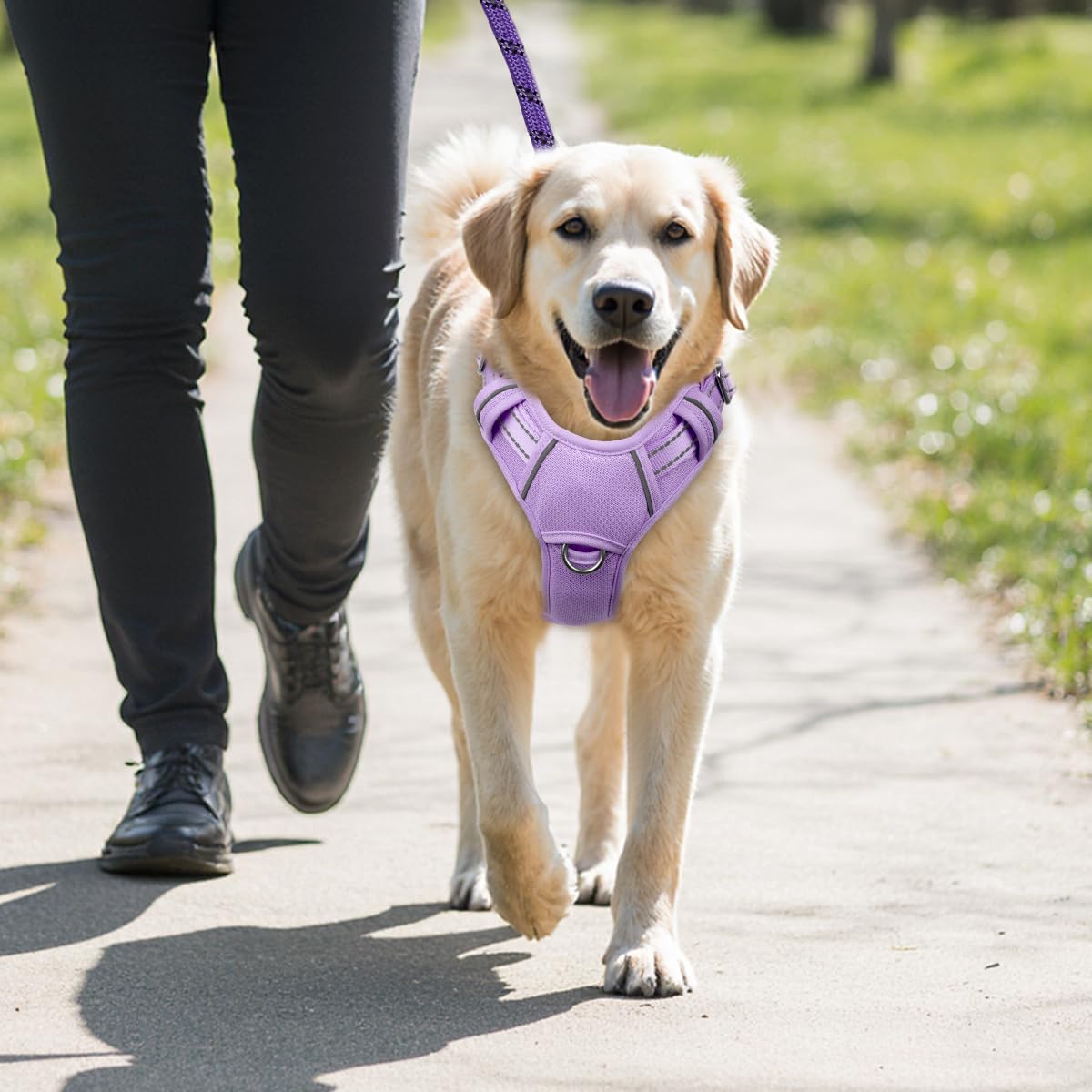 BARKBAY violet harness supports safe, controlled walks for active dogs