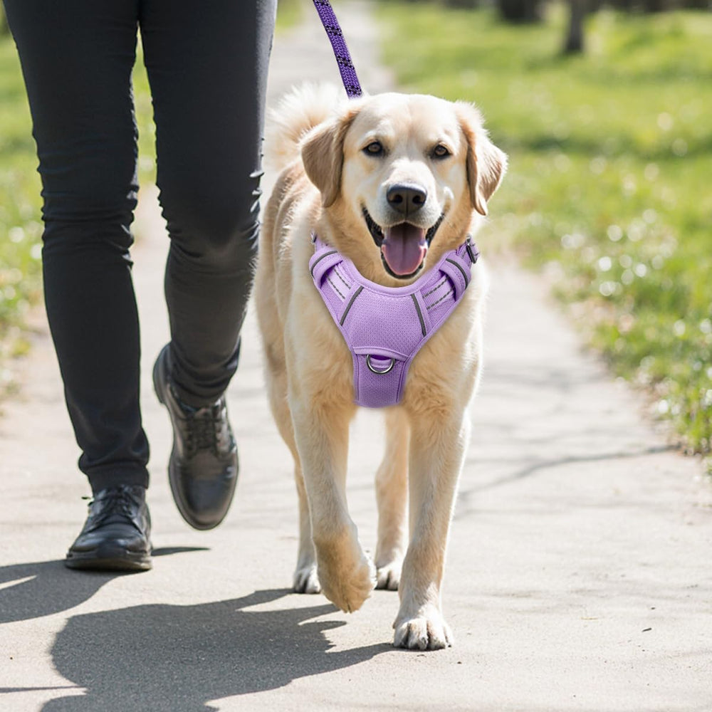 BARKBAY violet harness supports safe, controlled walks for active dogs
