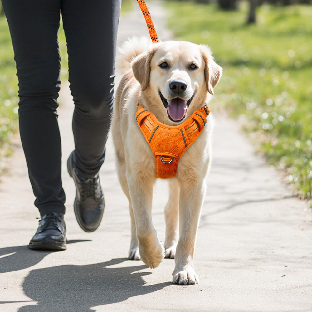BARKBAY orange colorway enhances visibility and safety during adventures.