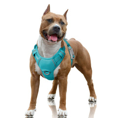 BARKBAY No Pull Harness with front clip keeps walks smooth and controlled.