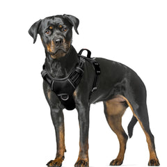 BARKBAY no-pull front clip harness for controlled training during walks.