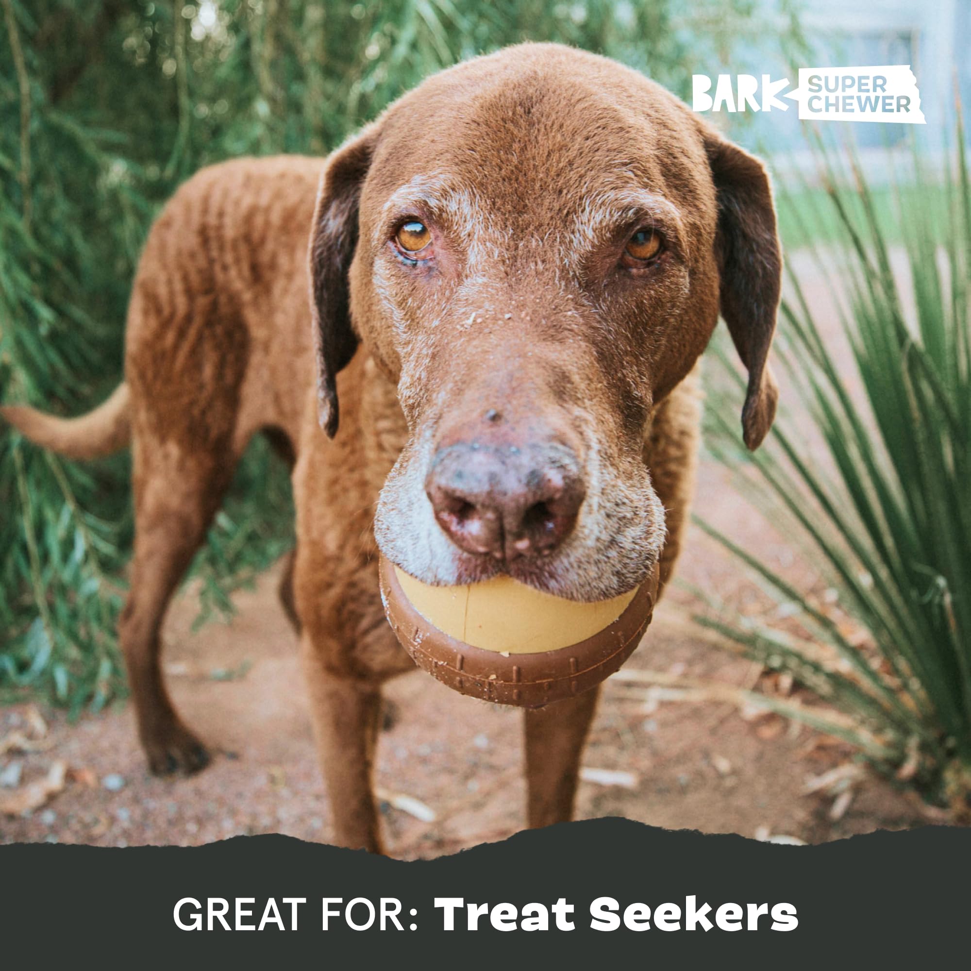 BarkBox Acornucopia durable rubber for outdoor and indoor use