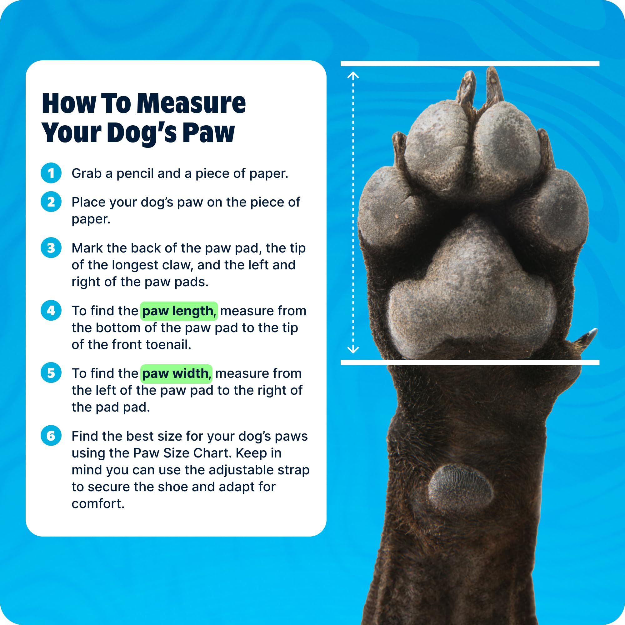 BarkBox Aqua Crocs sized for medium dogs 26–50 lbs