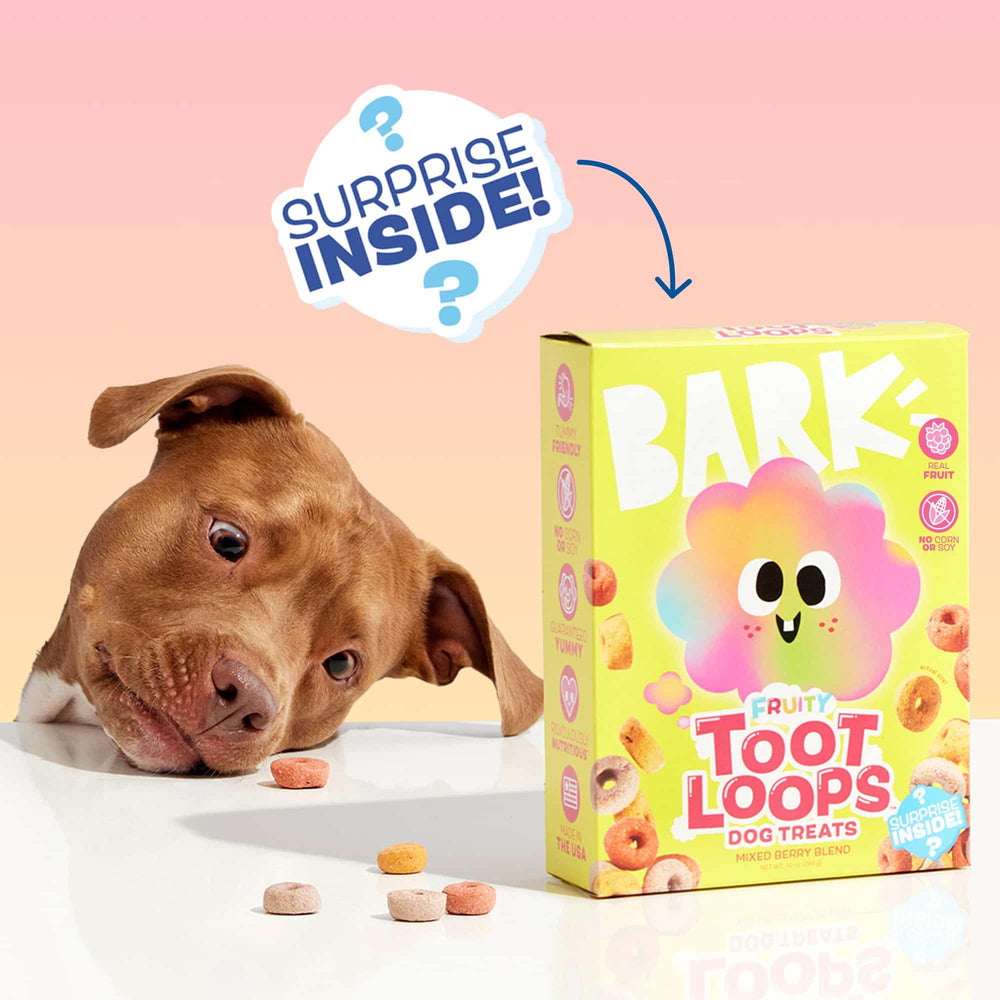 Dog sniffing BarkBox Fruity Toot Loops, inviting aroma and taste.