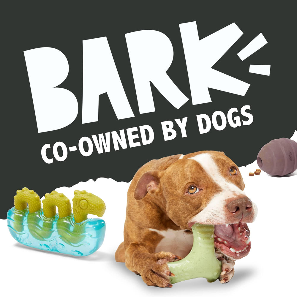 BarkBox Iguana chew toy designed in NYC for thoughtful dog owners