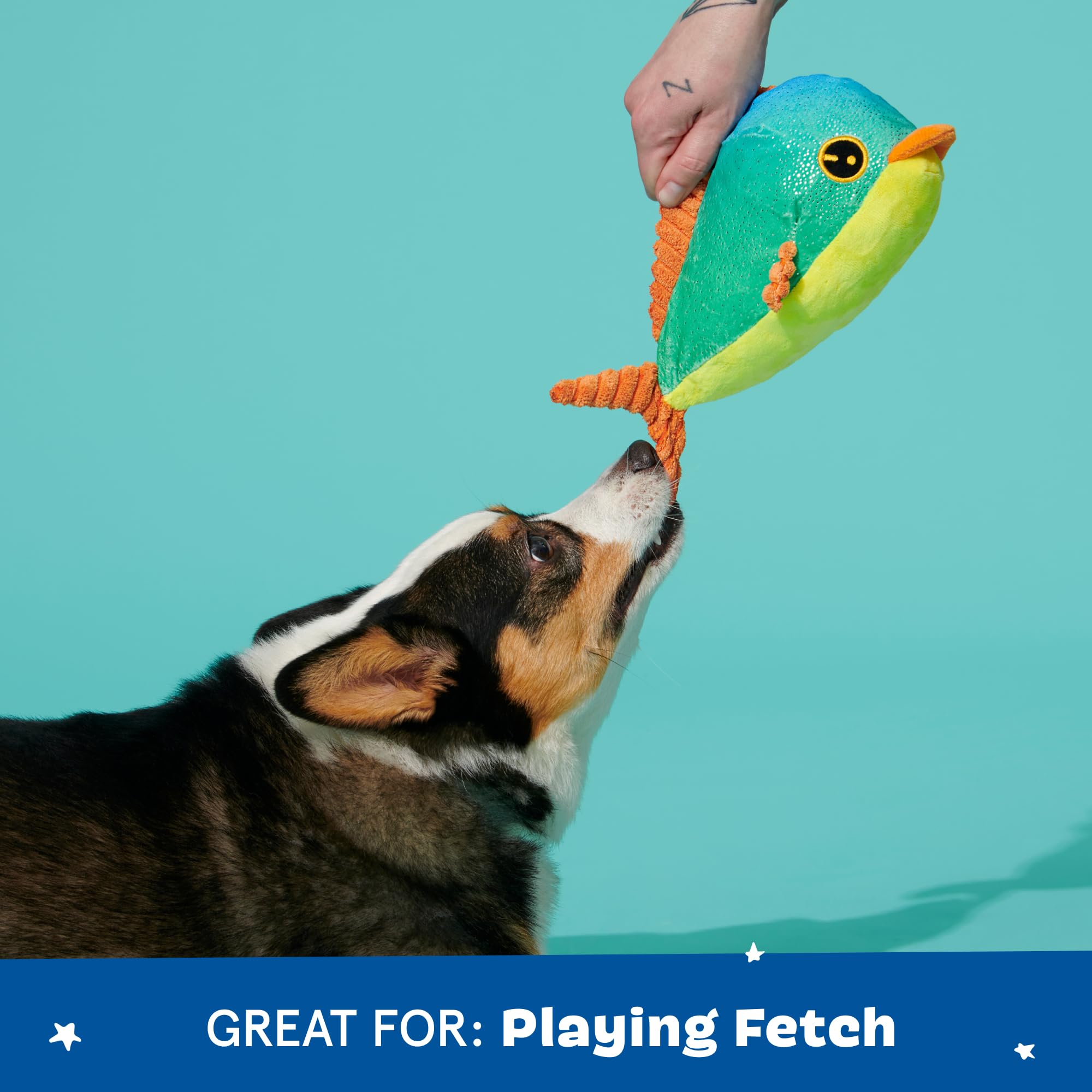 Barkbox Shify Sid the Squid crinkly squeaker to spark tug and chase fun.