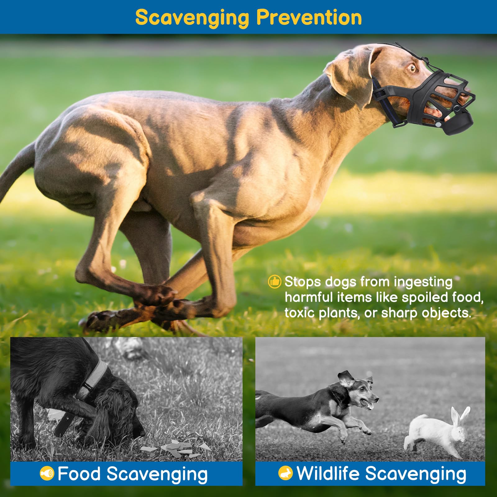 Dog wearing BARKLESS muzzle during acclimatization for calmer handling.