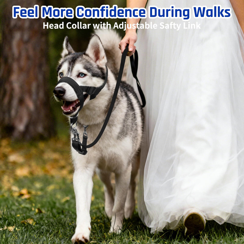 Large dog wearing BARKLESS head collar during a calm, controlled walk.