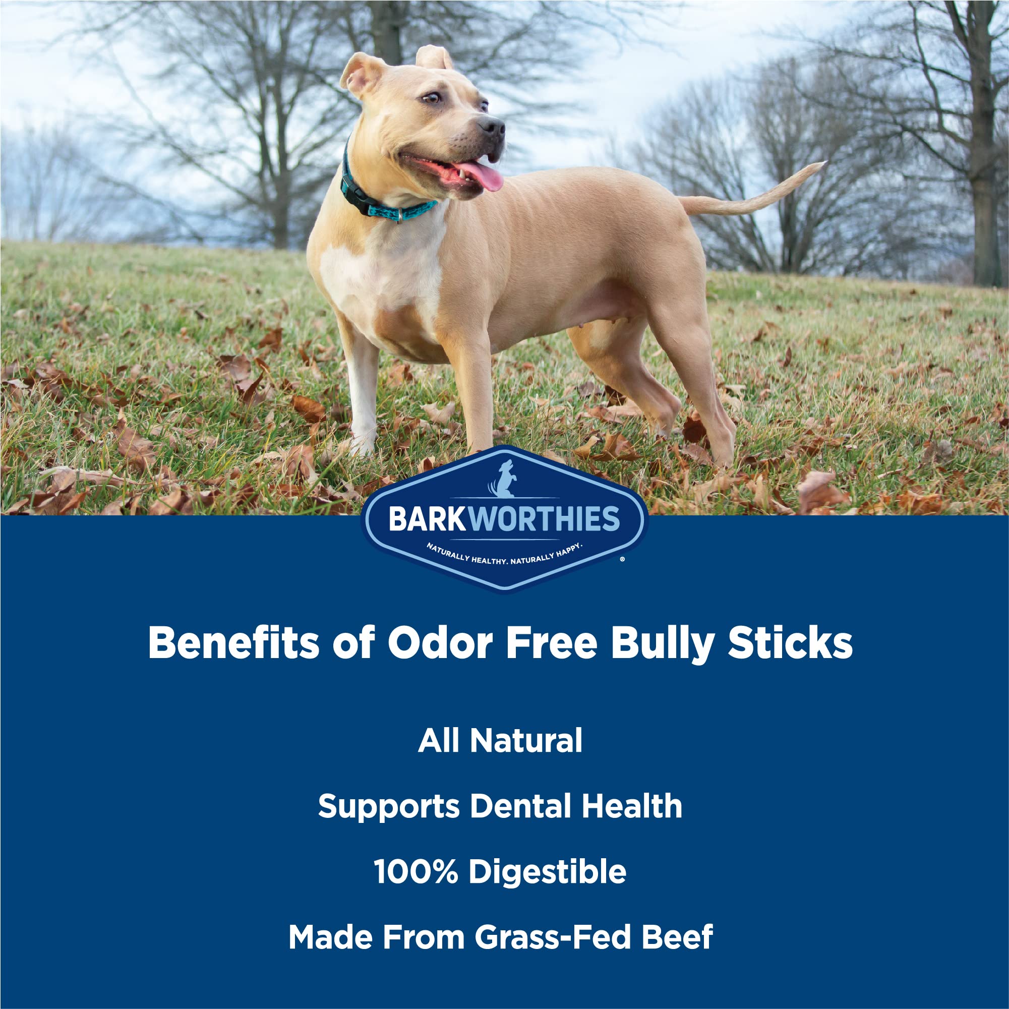 Dog enjoying a Barkworthies chew made from free-range, grass-fed beef