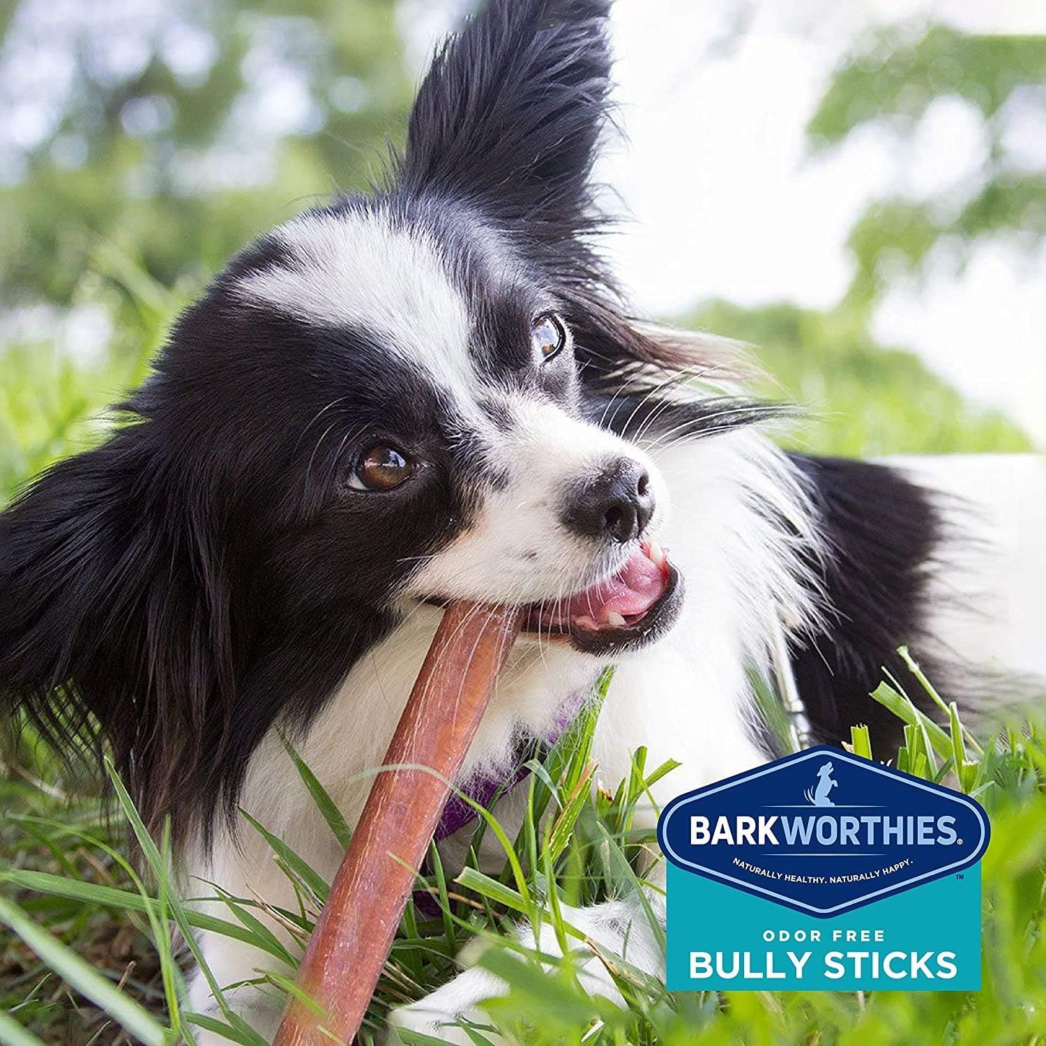 Healthy teeth-focused Barkworthies chewing sticks ready for daily use