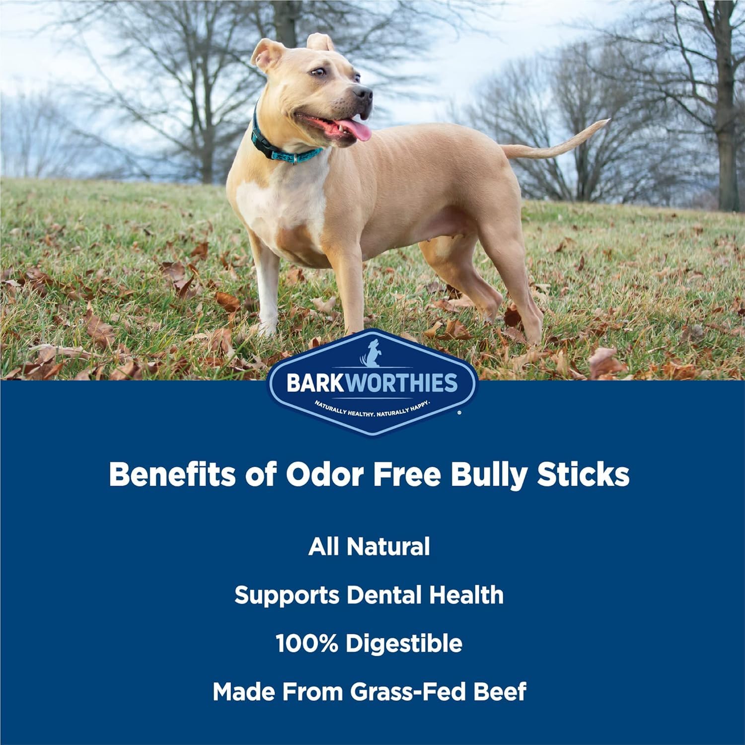 Premium beef pizzle sticks from Barkworthies emphasizing grain-free formula