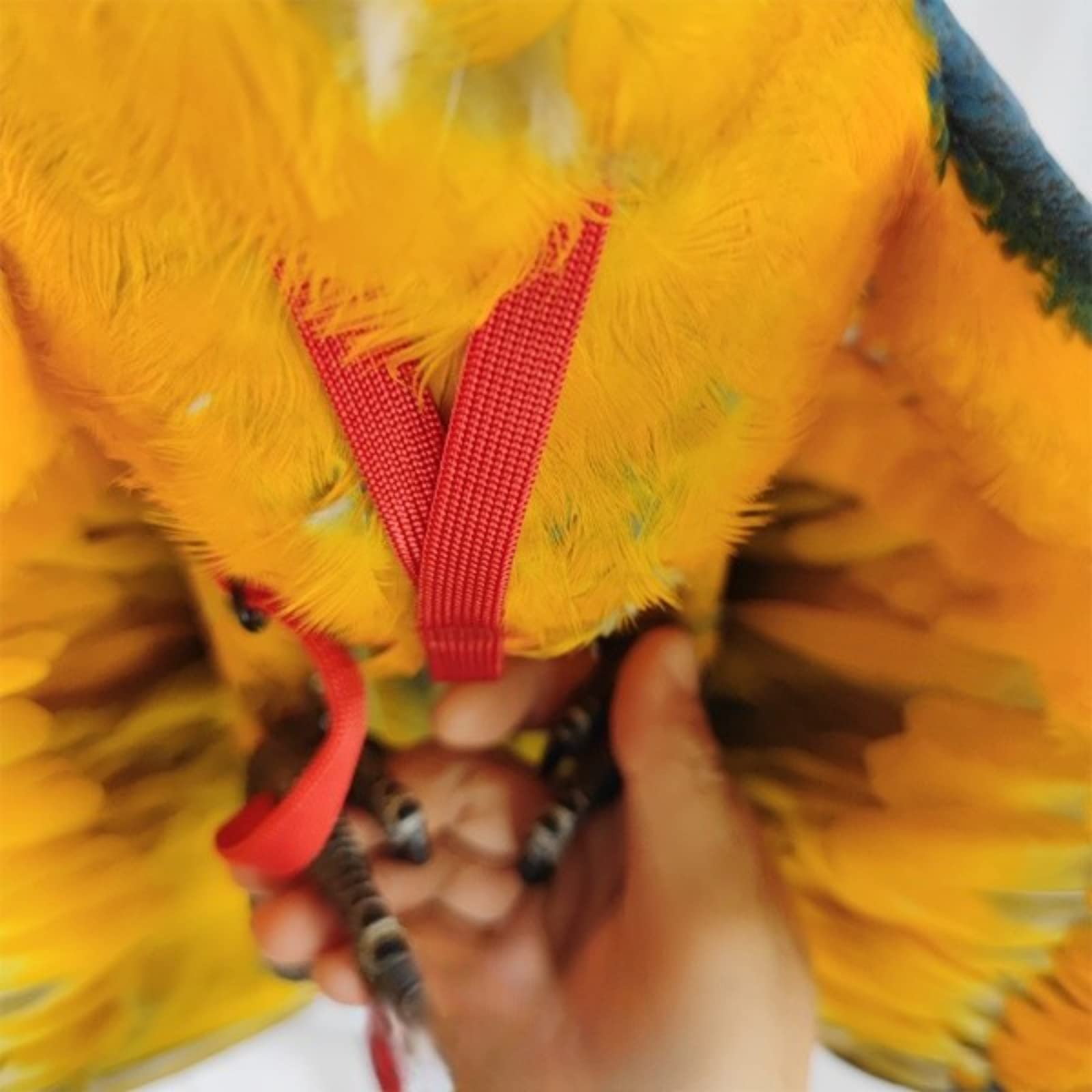 Barn Eleven durable nylon harness designed for long-lasting use.