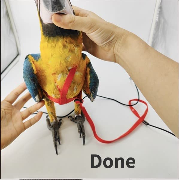 Barn Eleven strap detail near feathers offers gentle fit for birds.