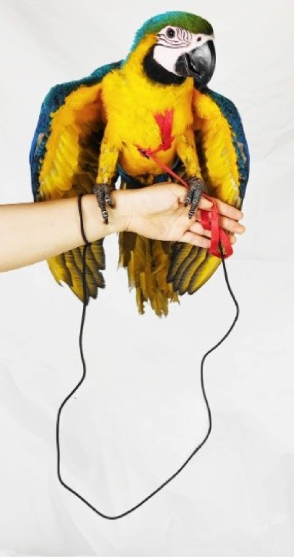 Barn Eleven outdoor flying setup in action with a calm parrot.