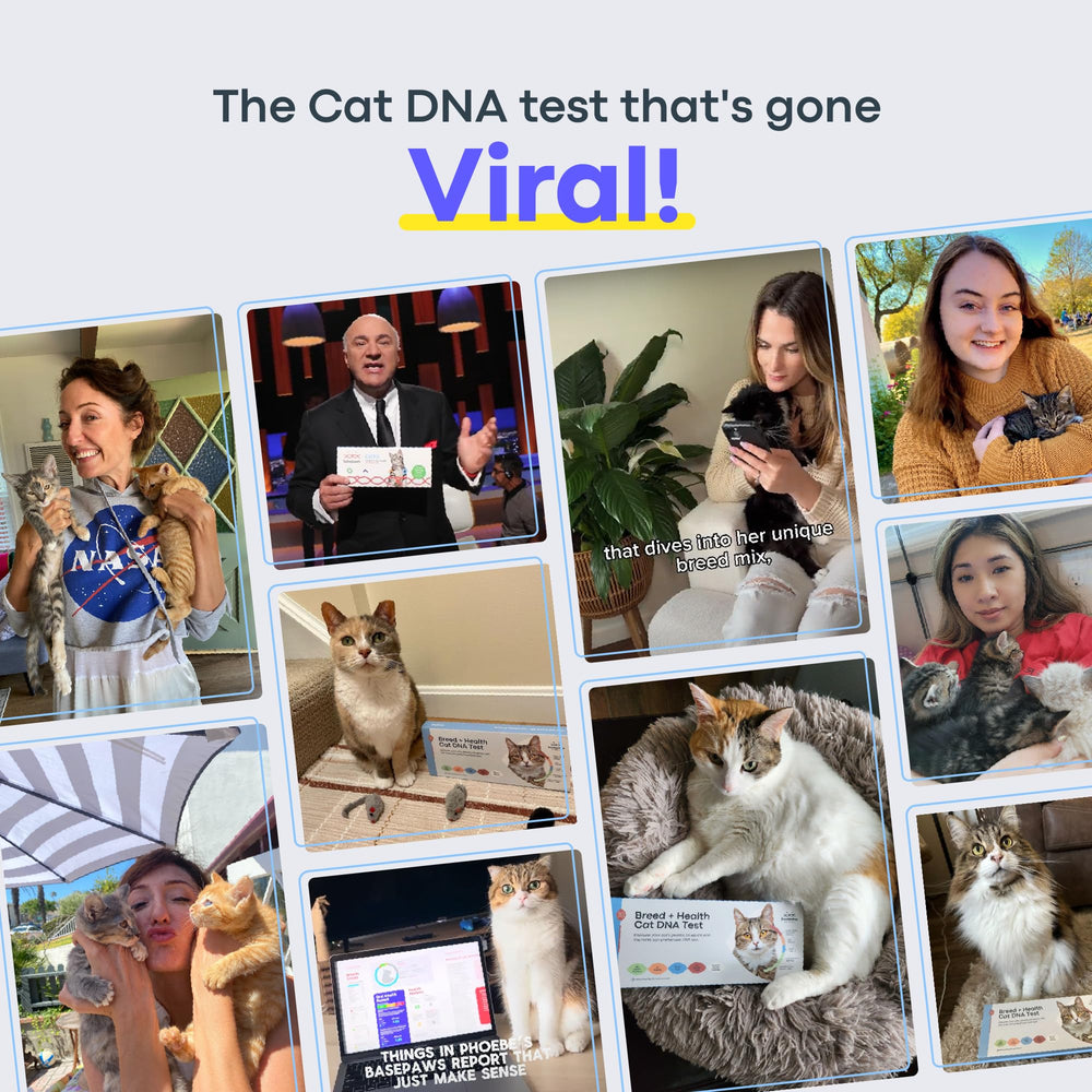Basepaws cat DNA swab for gentle, accurate sample collection