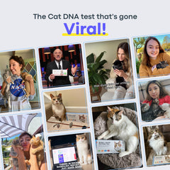 Basepaws cat DNA swab for gentle, accurate sample collection